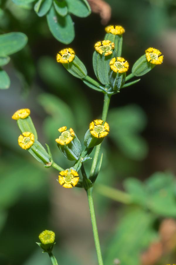 Bupleurum praealtum / Bupleuro lino-selvatico